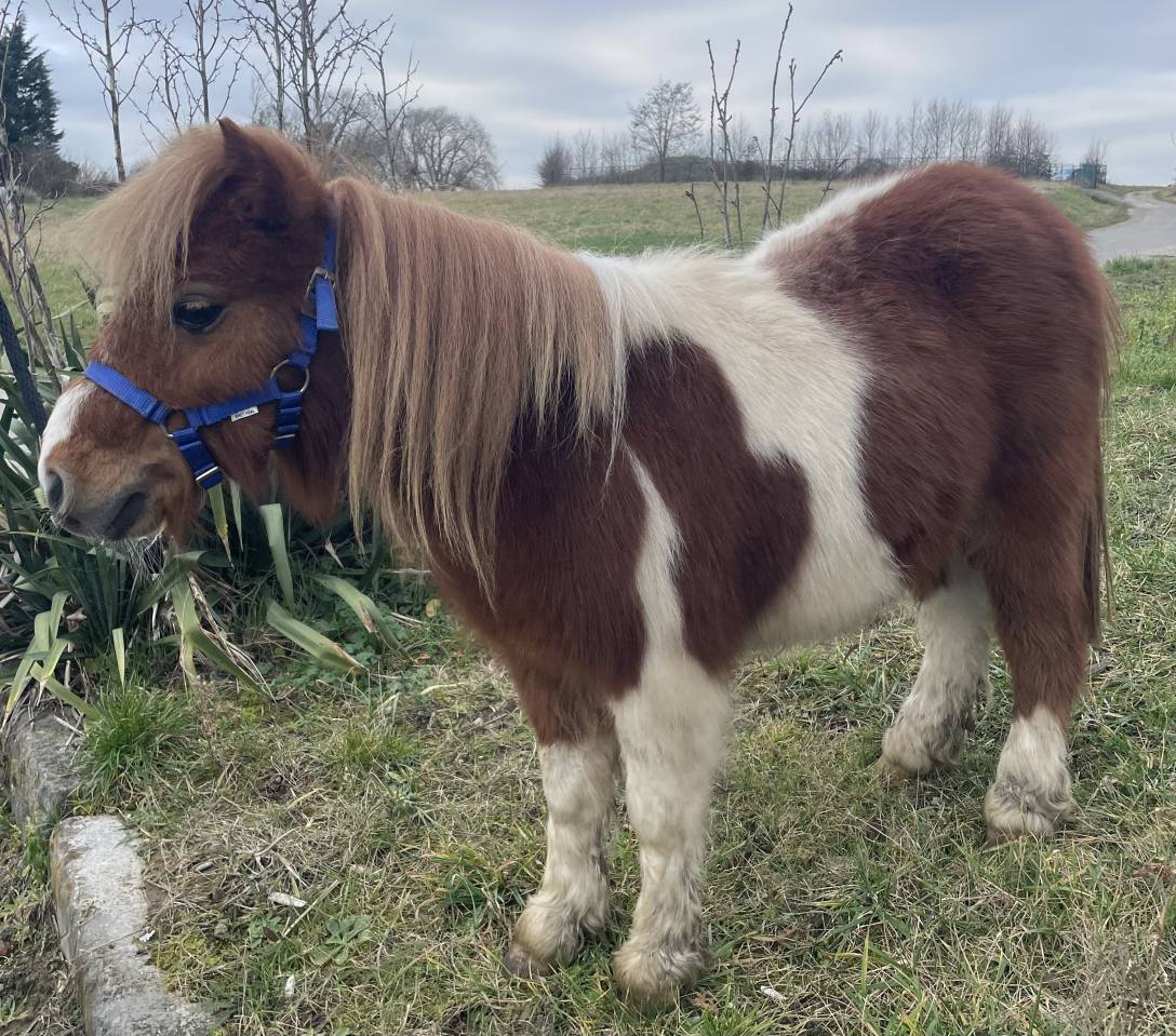 Shetland 2 ans 