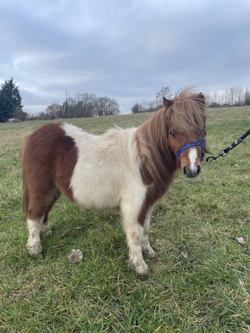 Shetland 2 ans 