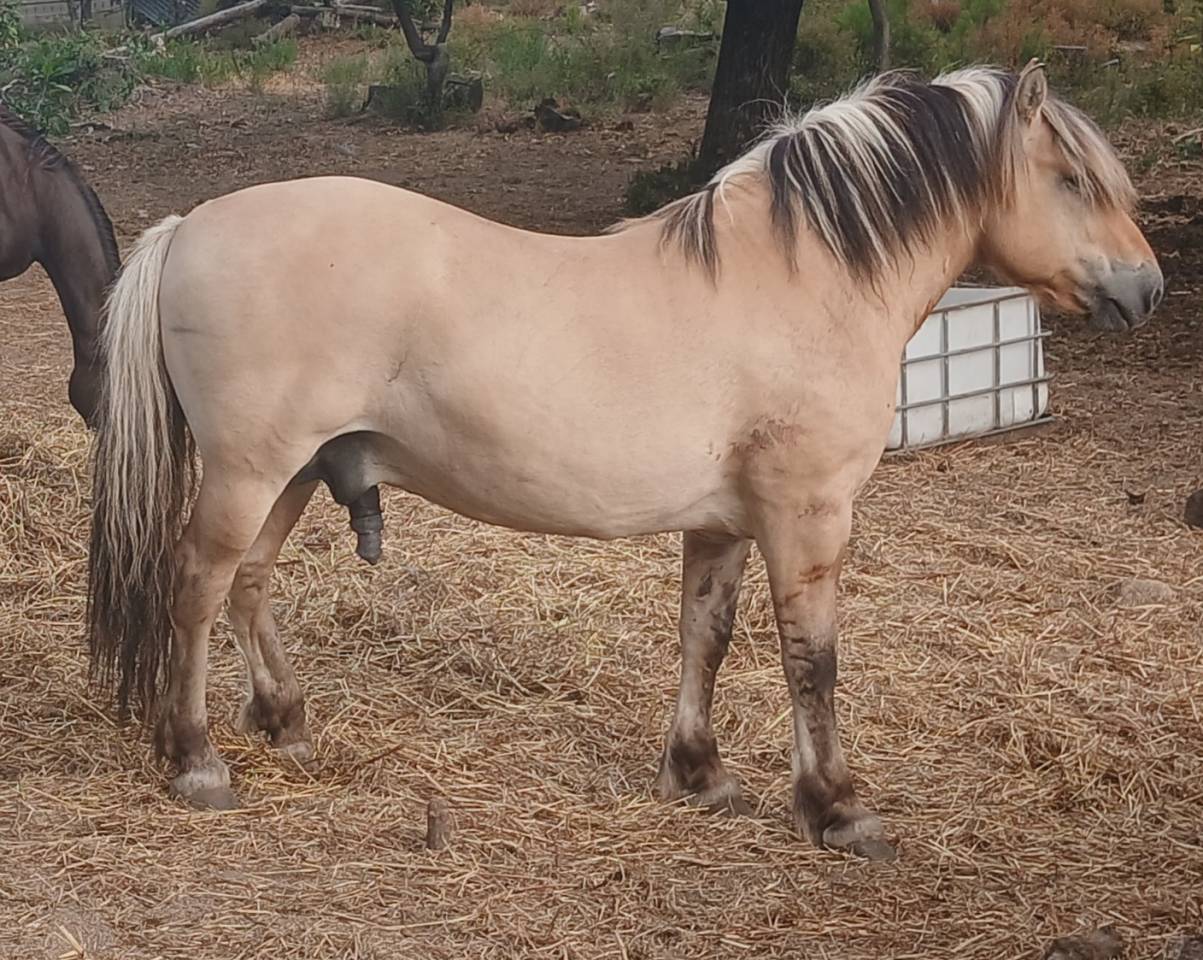 cheval fjord entier de 11 ans