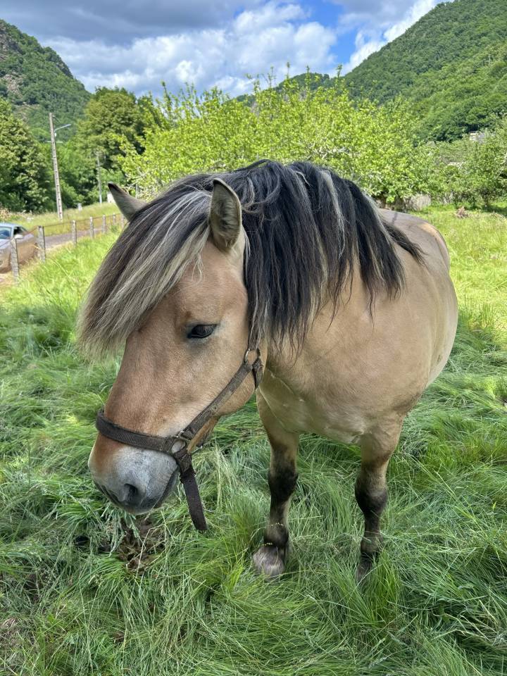 cheval fjord entier de 11 ans