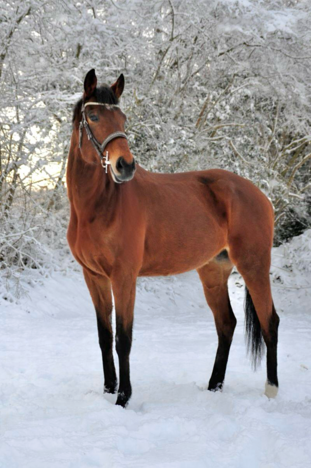 &Agrave; vendre Pur sang Anglais