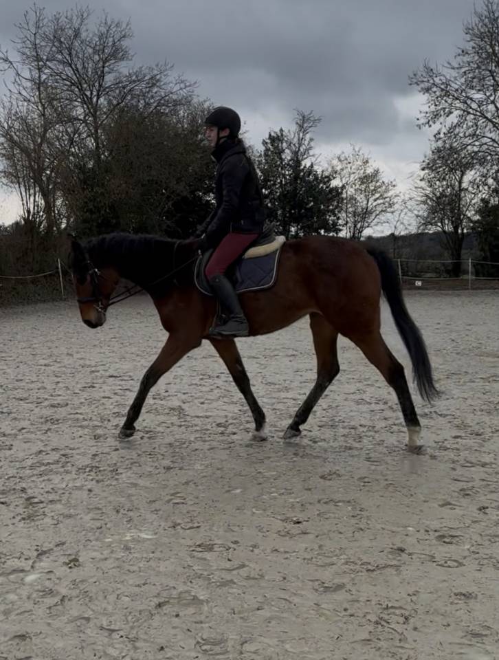 &Agrave; vendre Pur sang Anglais