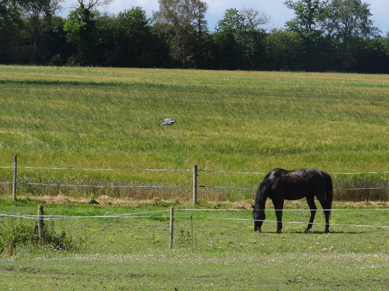 Exploitation Equestre &ndash; 50ha avec man&egrave;ge 
