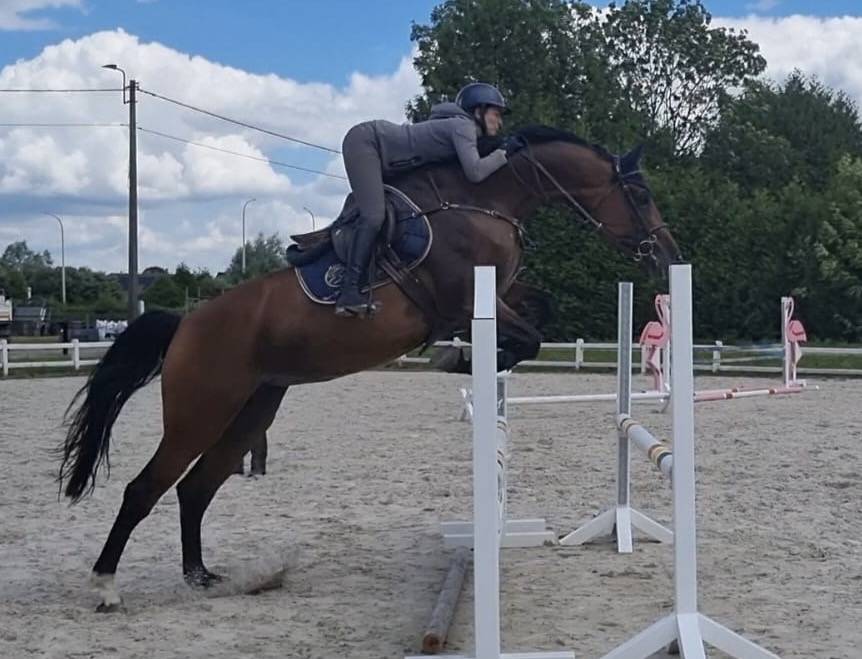 Jument 10 ans top origines 