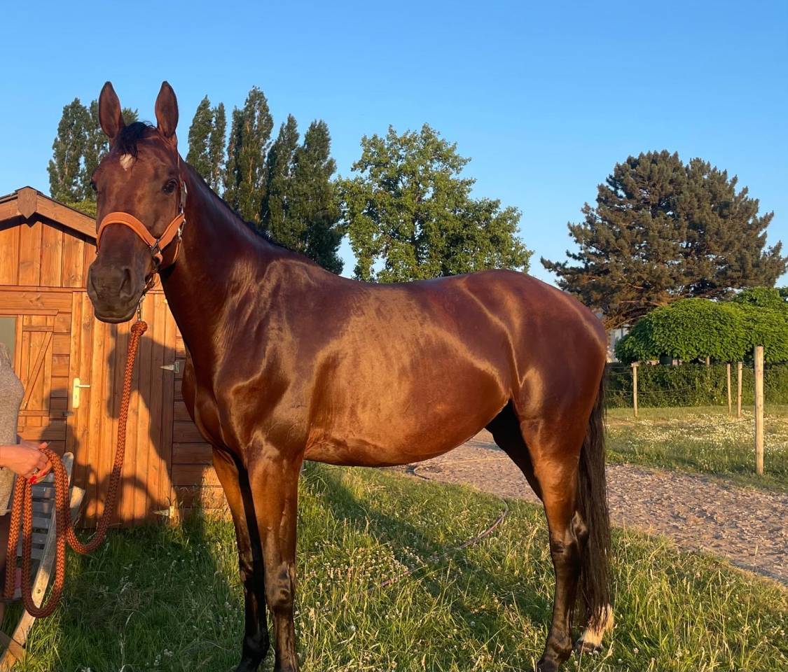 Jument 10 ans top origines 