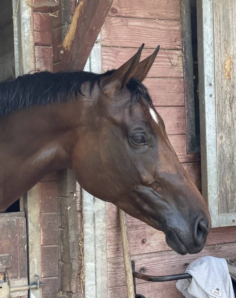 Jument 10 ans top origines 