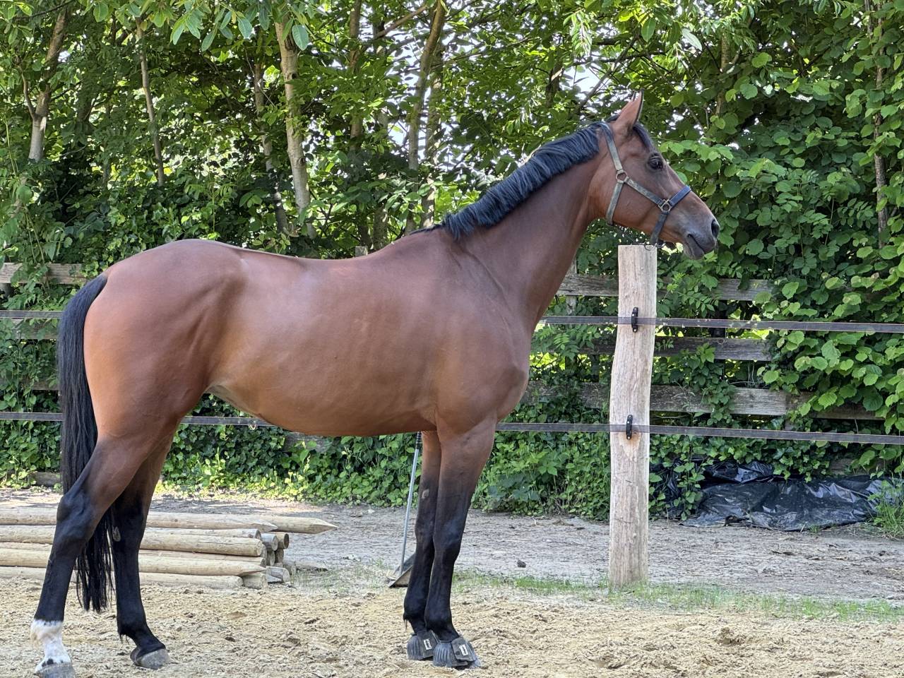 Jument 10 ans top origines 