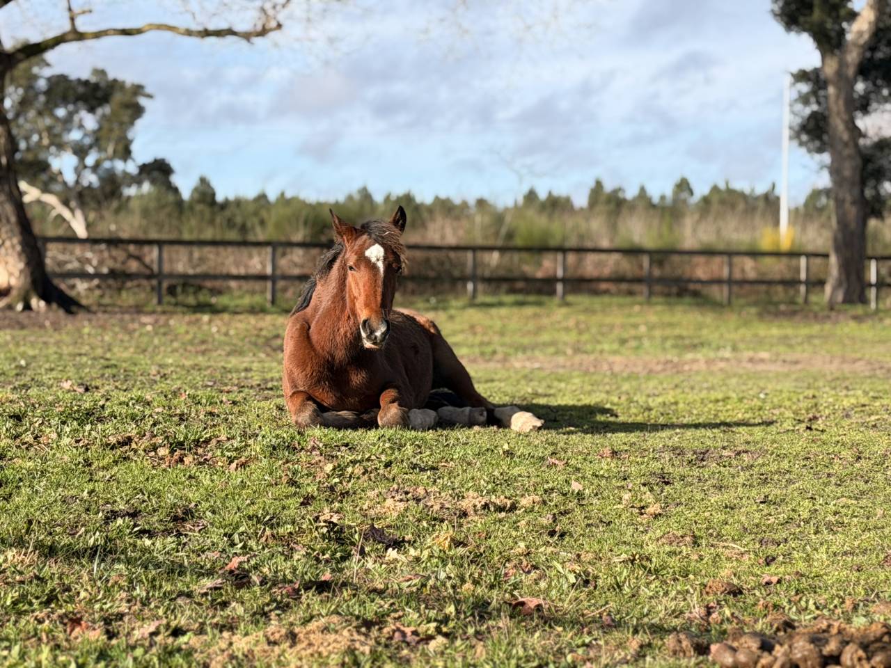 Pouliche - 1 an - PFS 