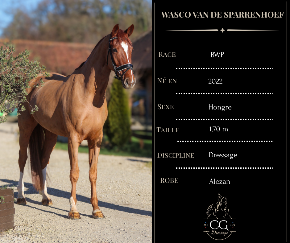 Magnifique jeune cheval BWP