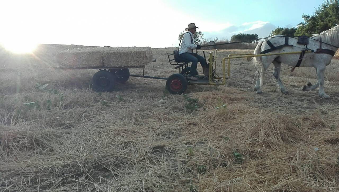 Attelage - Cal&egrave;che   