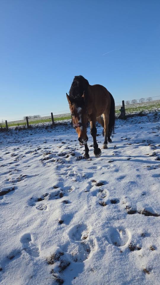 Fydel de la burdinale