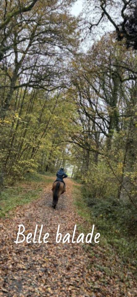 Fydel de la burdinale