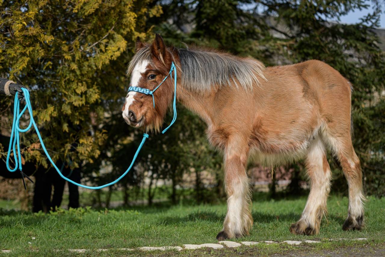 POULAINS IRISH COB MINI TARIF 