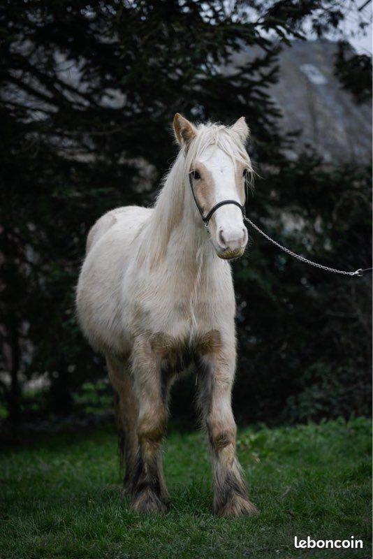 ✨ OSAKA - Jeune jument Irish Cob PP ✨