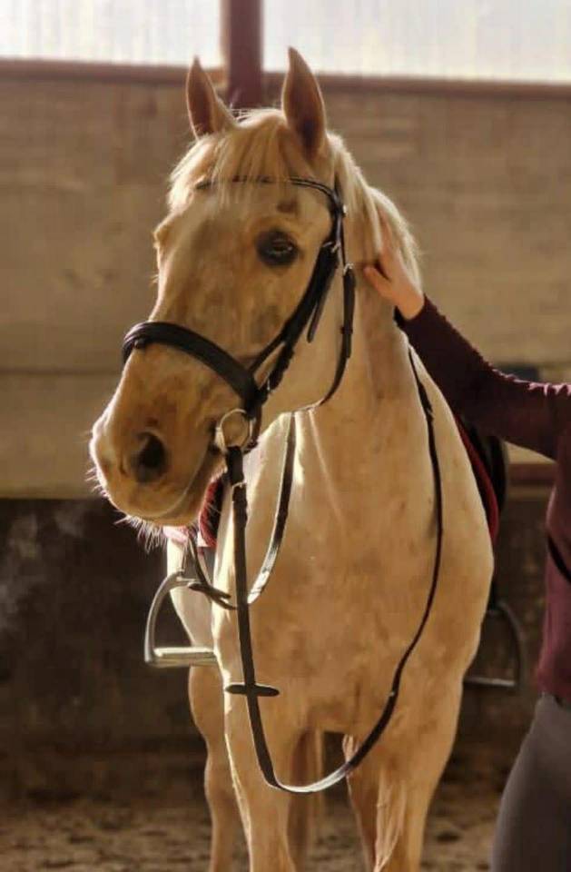 Joli hongre palomino de 16ans 