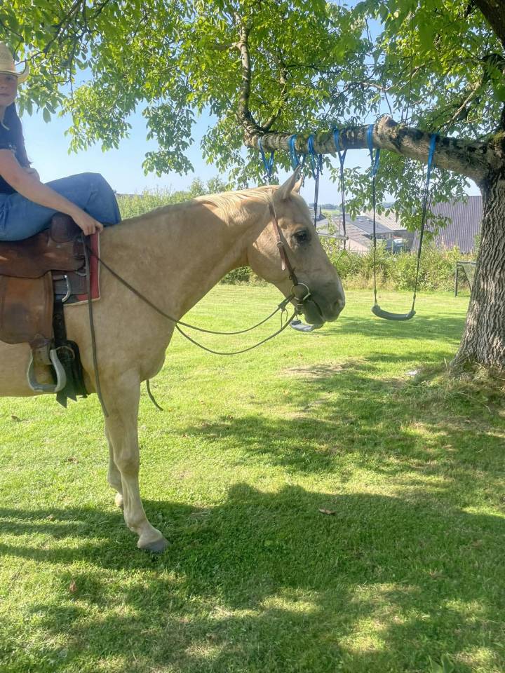 Joli hongre palomino de 16ans 