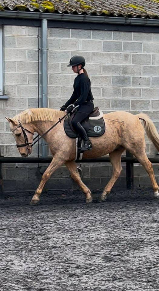 Joli hongre palomino de 16ans 