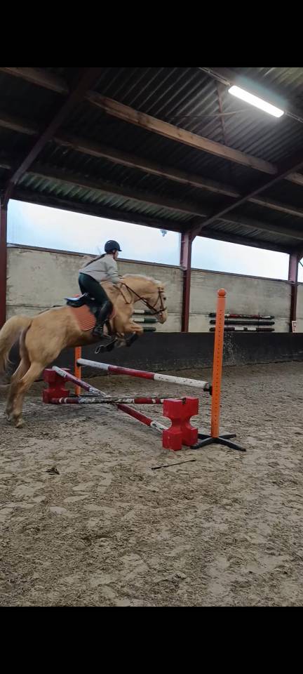 Joli hongre palomino de 16ans 