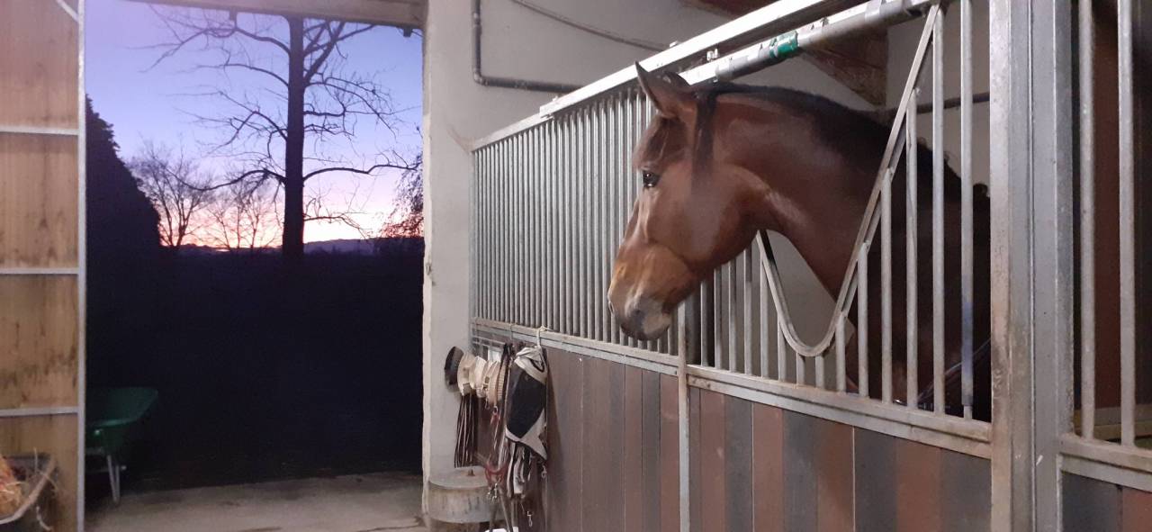 Ecurie professionnelle avec habitations cl&eacute; en main