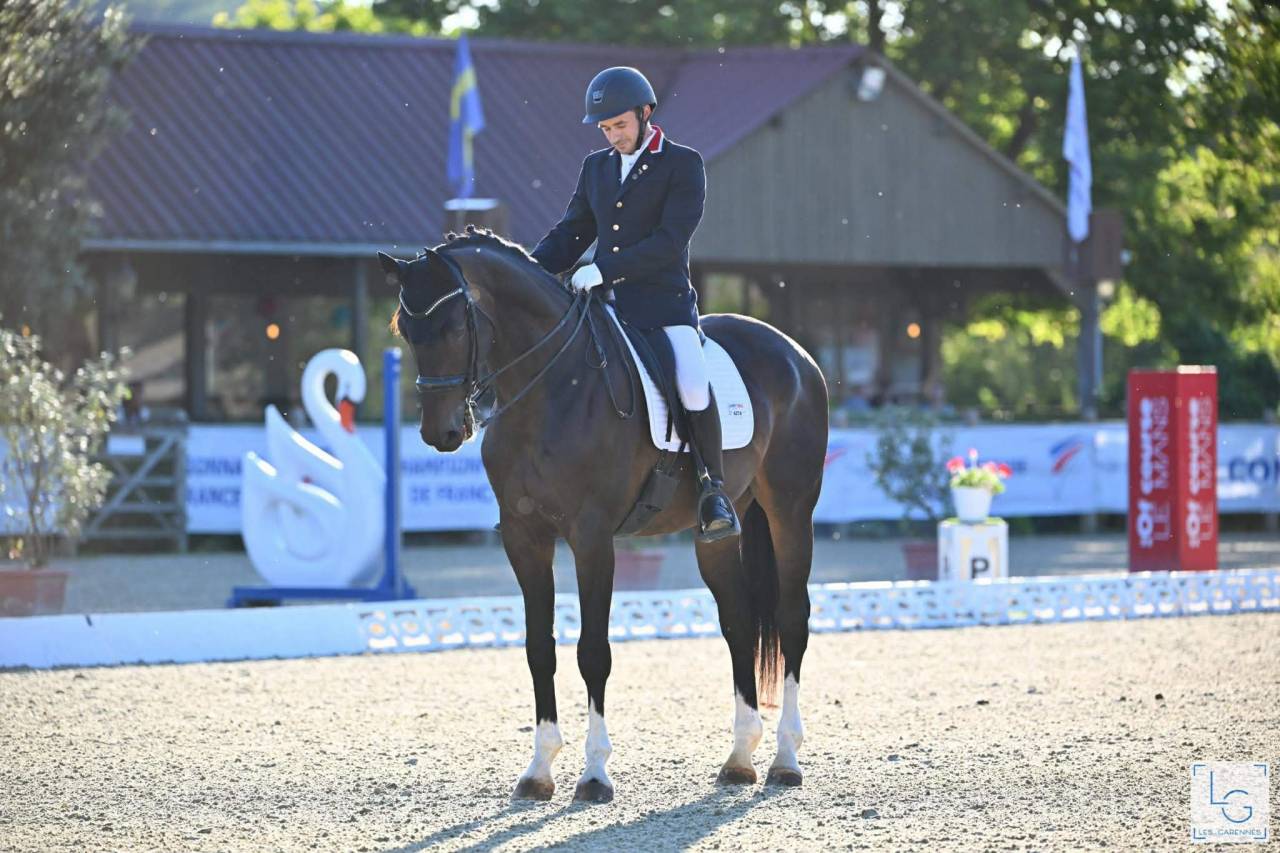 Hongre -  Oldenbourg - 13 ans - Dressage - France