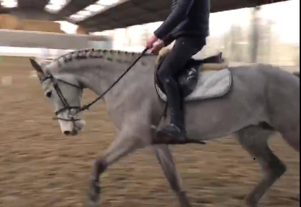 Jument BWP - Corland x Heartbreaker - Pleine Jenson van