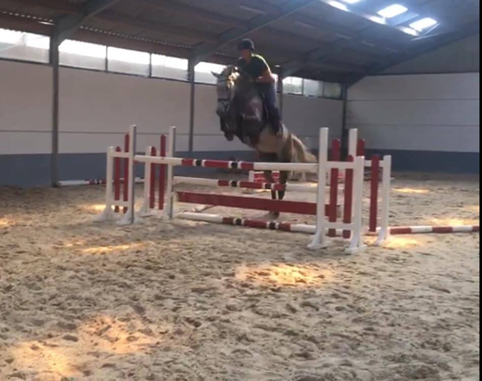 Jument BWP - Corland x Heartbreaker - Pleine Jenson van