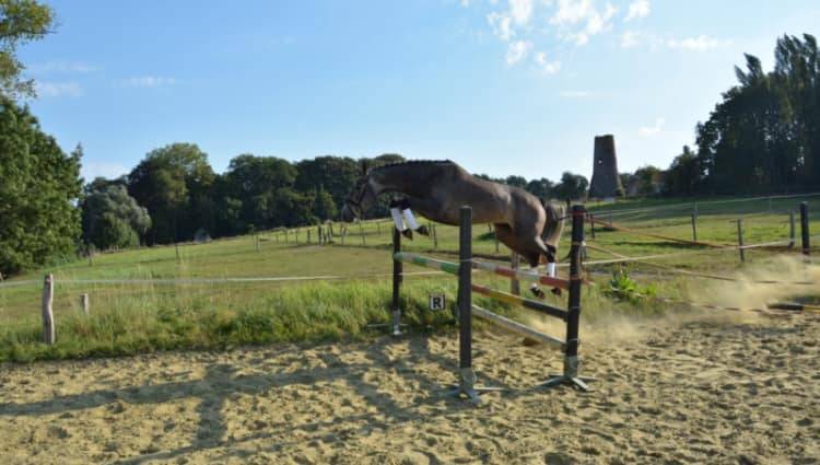 Jument BWP - Corland x Heartbreaker - Pleine Jenson van