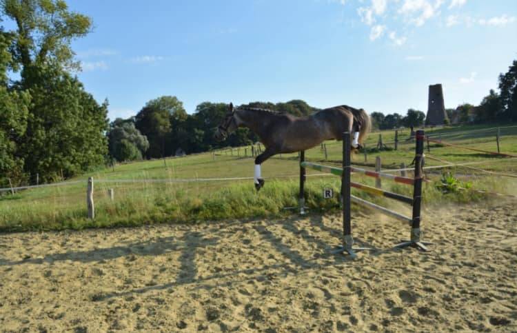 Jument BWP - Corland x Heartbreaker - Pleine Jenson van