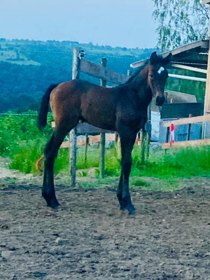 Jument BWP - Corland x Heartbreaker - Pleine Jenson van