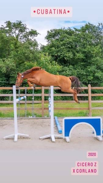 Jument BWP - Corland x Heartbreaker - Pleine Jenson van