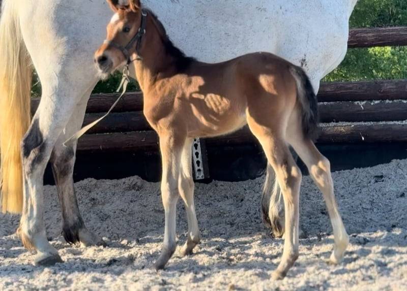 Jument BWP - Corland x Heartbreaker - Pleine Jenson van