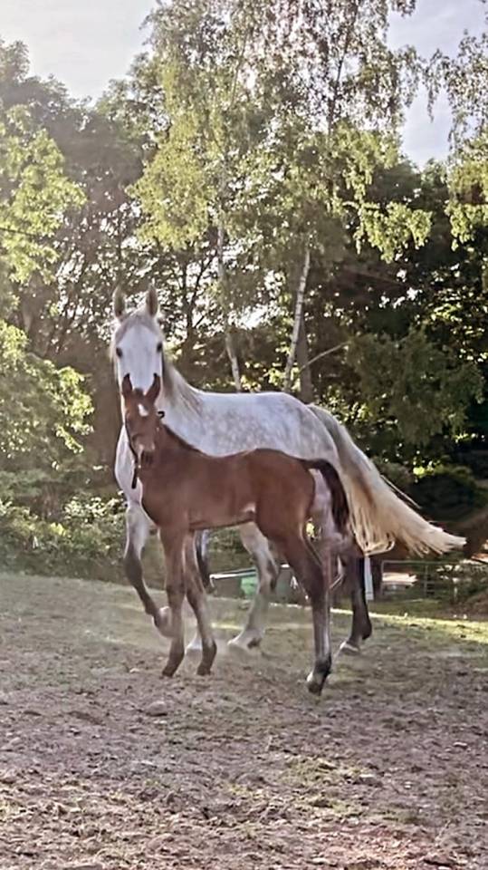 Jument BWP - Corland x Heartbreaker - Pleine Jenson van