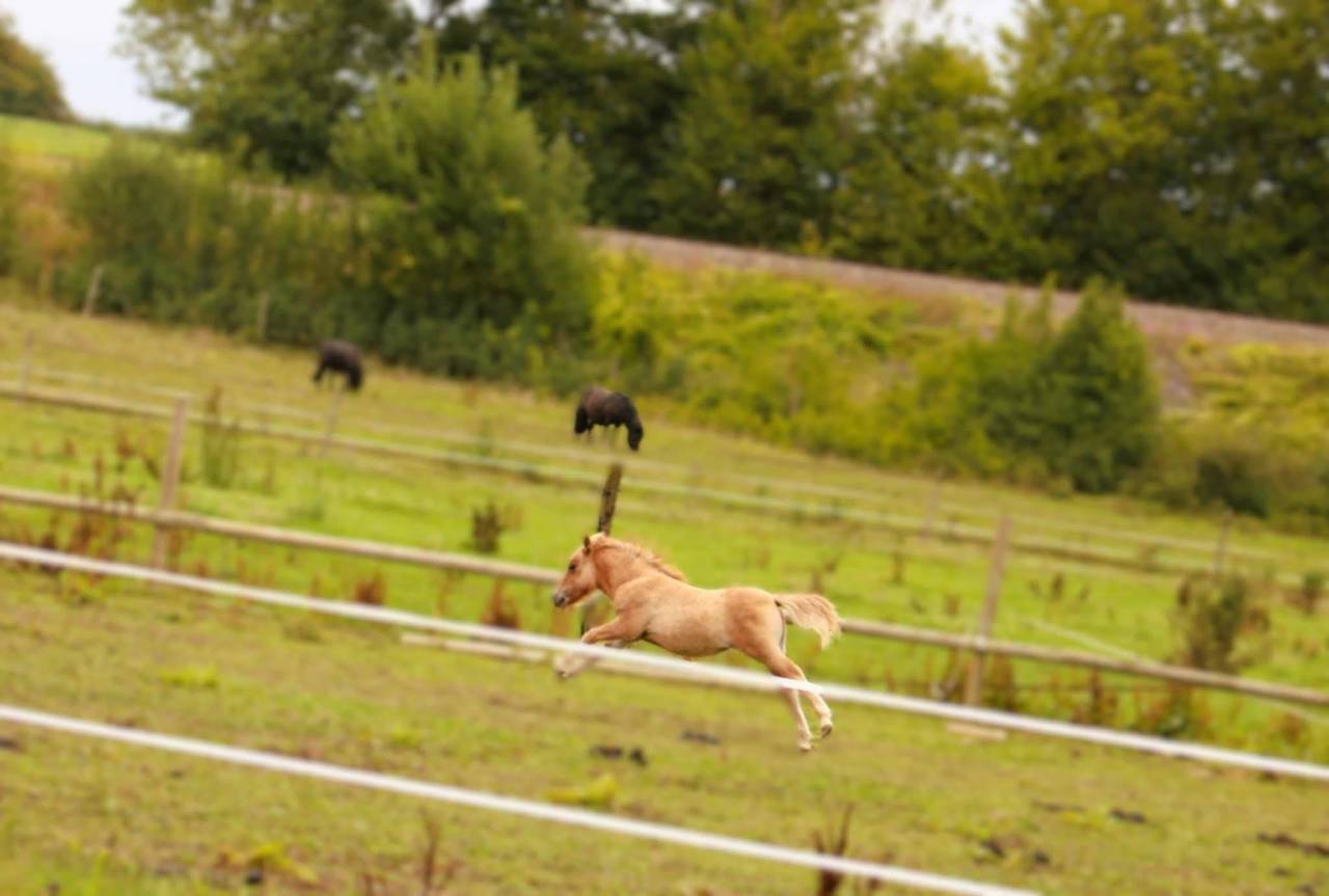 Pastelle - Poulain Shetland 