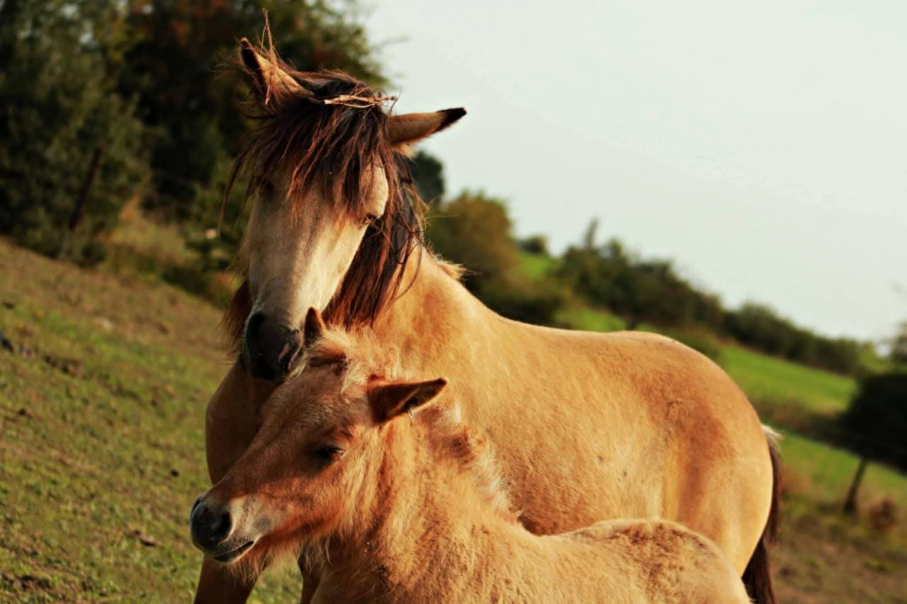 Pastelle - Poulain Shetland 