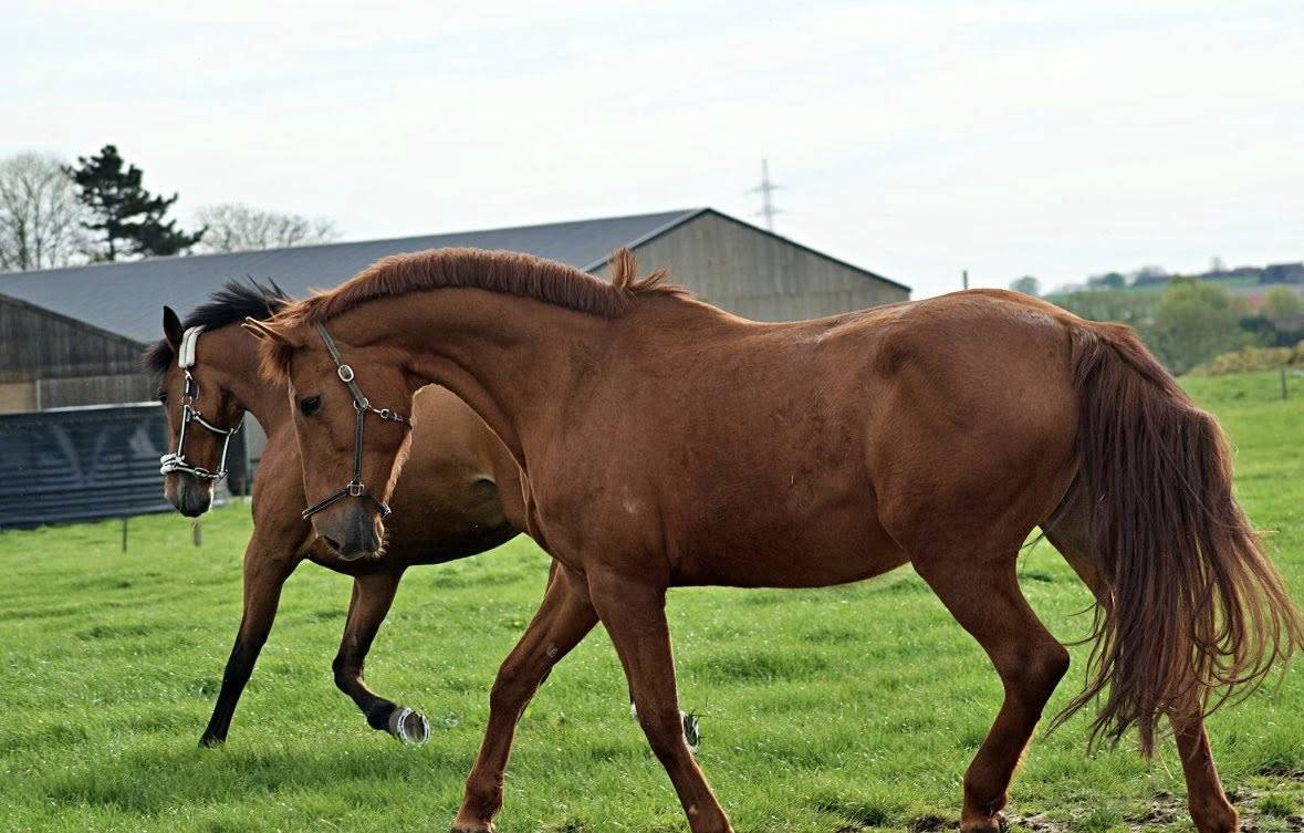 Belle jument polyvalente &agrave; vendre 