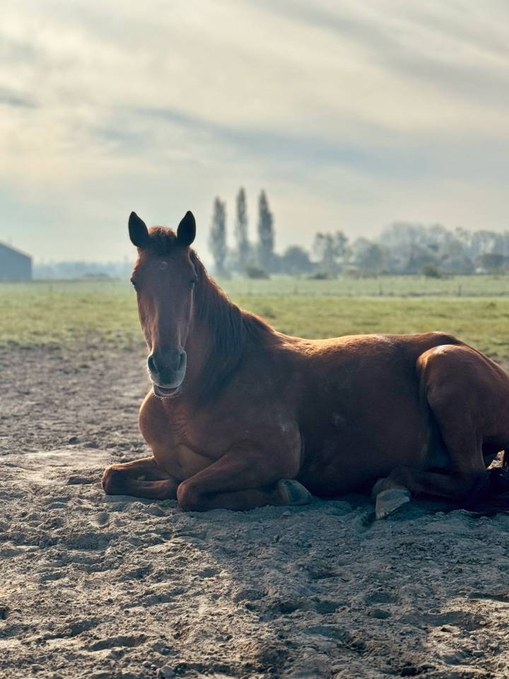 Belle jument polyvalente &agrave; vendre 