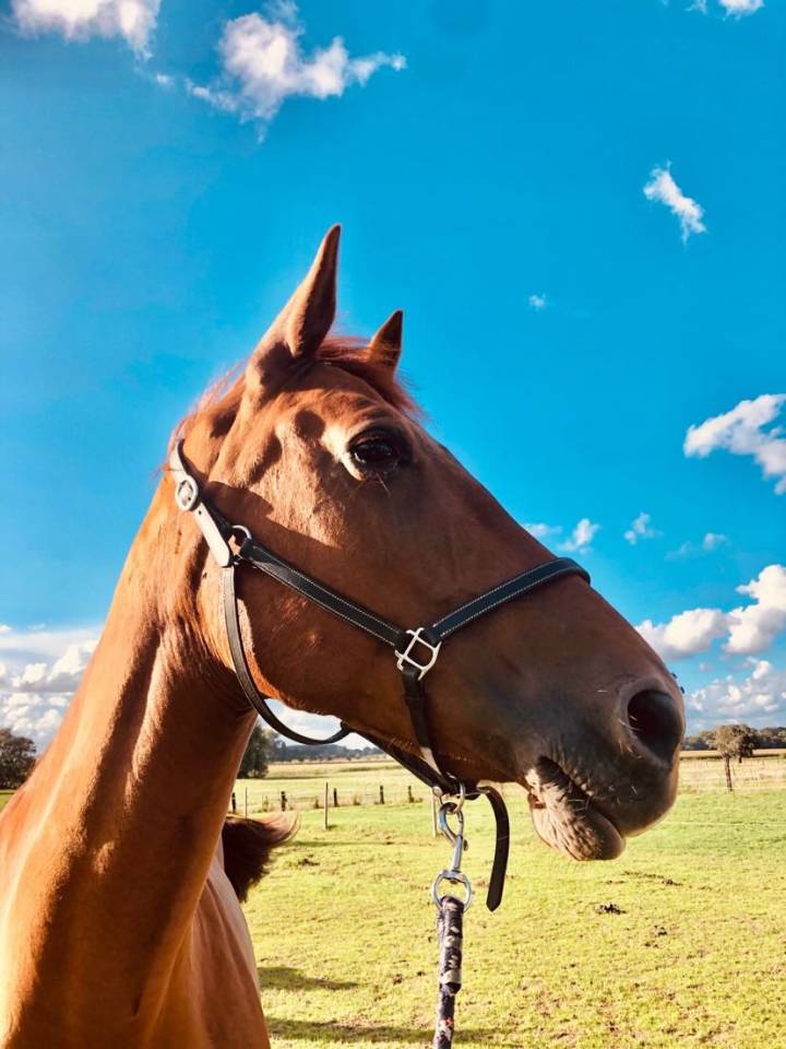 Belle jument polyvalente &agrave; vendre 