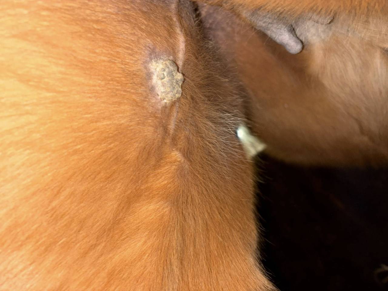 Belle jument polyvalente &agrave; vendre 