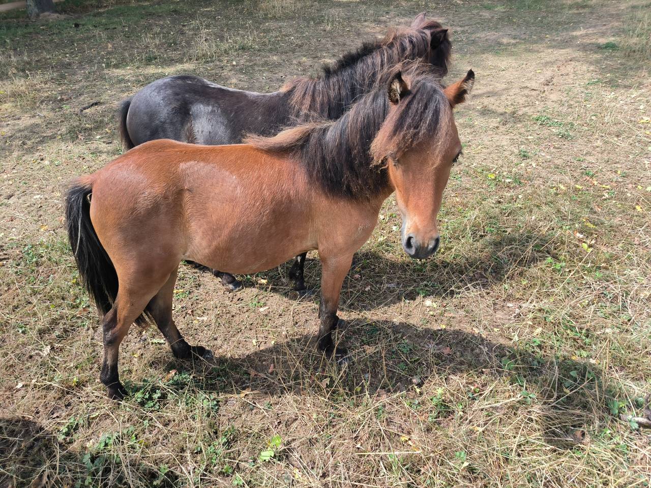 Disponible &agrave; la vente, magnifique m&acirc;le entier AMHA
