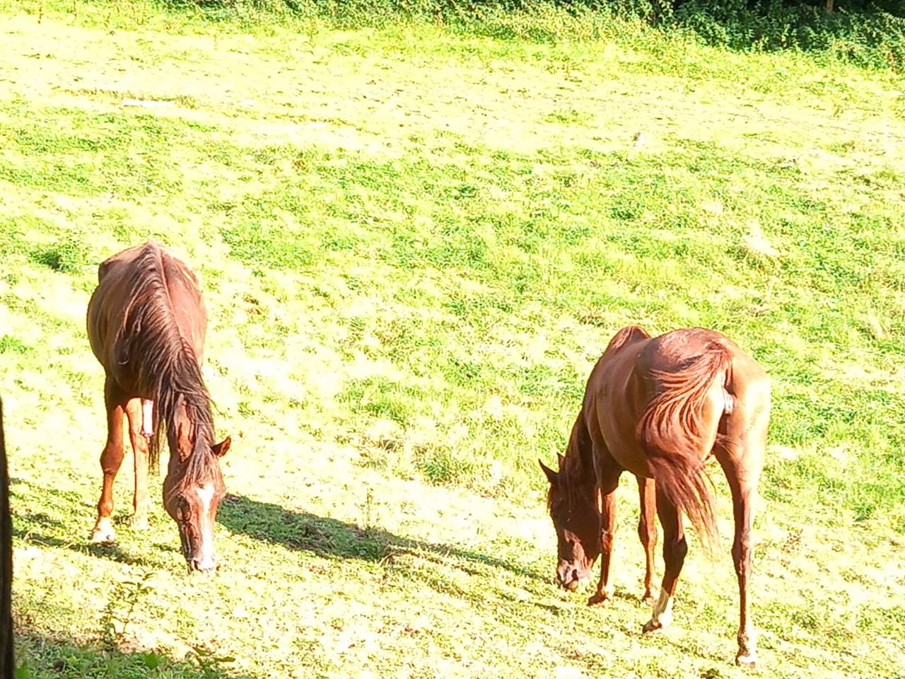2 &eacute;talons PALOMINO  et ARABE 
