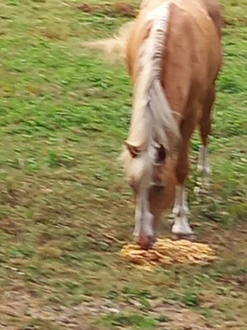 2 &eacute;talons PALOMINO  et ARABE 