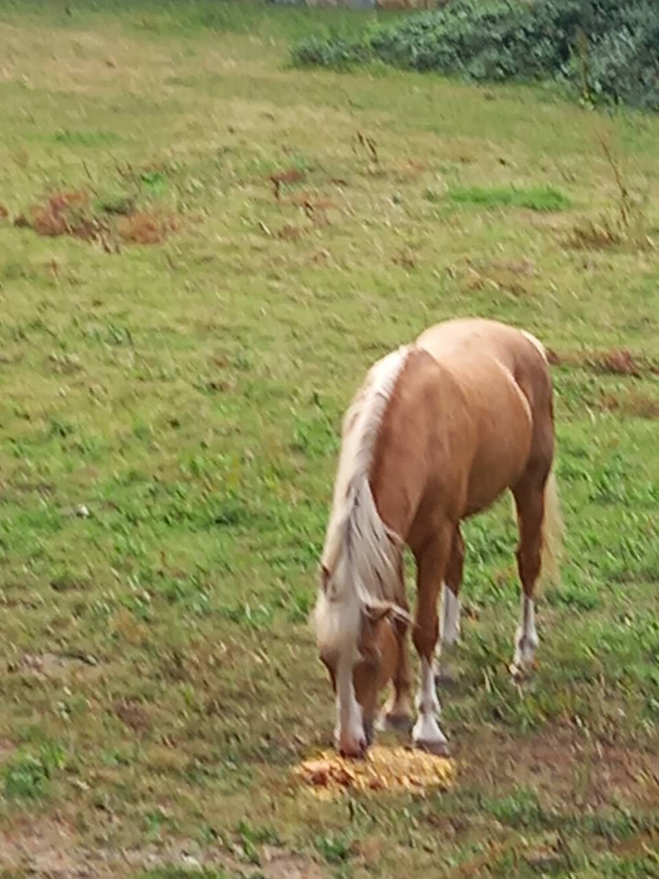 2 &eacute;talons PALOMINO  et ARABE 