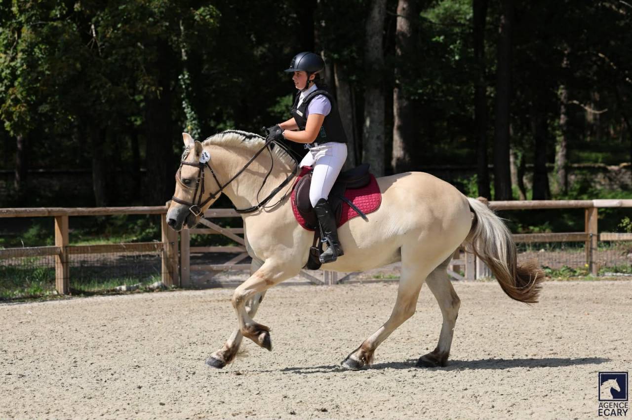 Hongre - Fjord - 4 ans - Loisir / Dressage - France