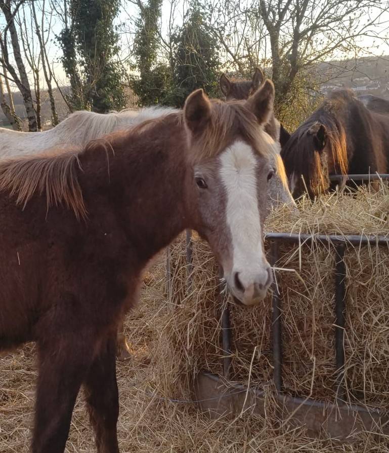 joli mod&egrave;le, &eacute;nergie, potentiel futur repro/sport