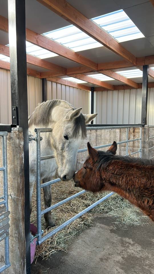 Jument Zangersheide Papillon Z / Quintus