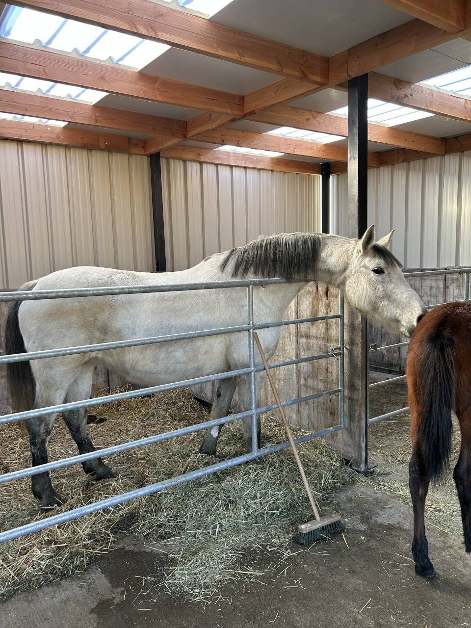 Jument Zangersheide Papillon Z / Quintus