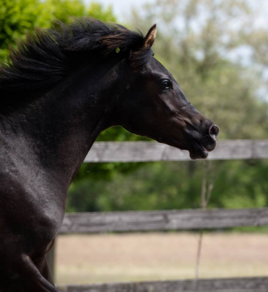 Etalon pur sang arabe noir homozygote