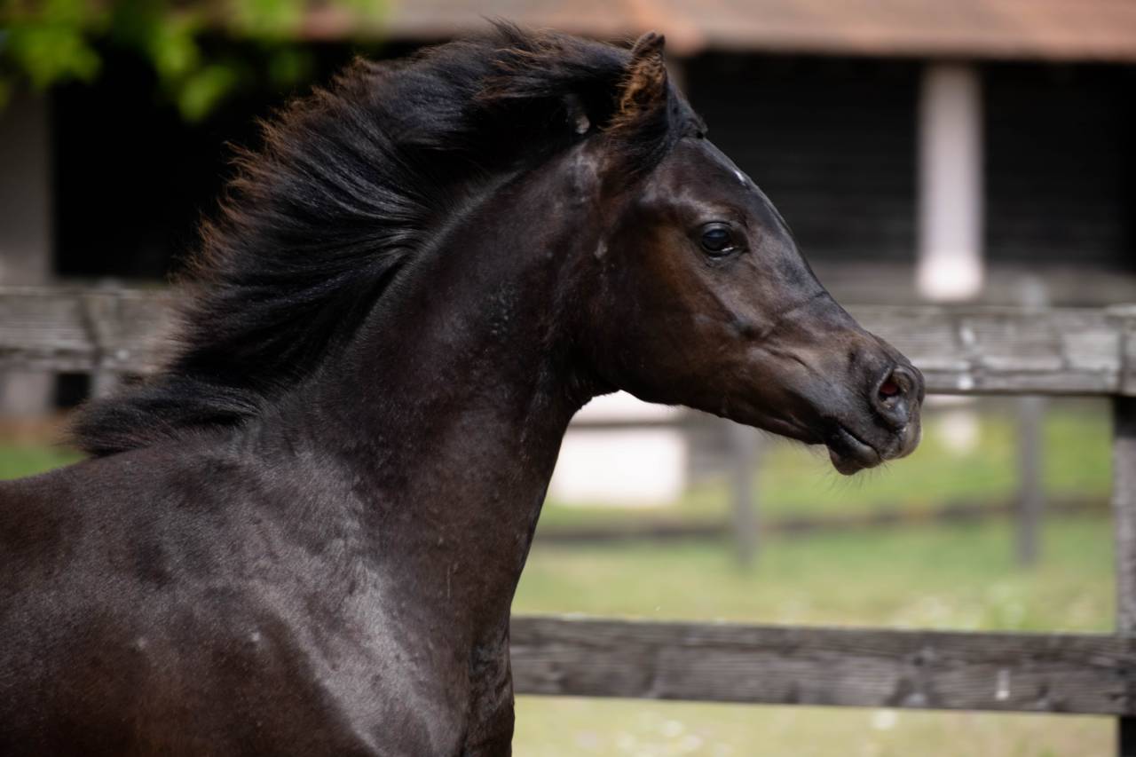 Etalon pur sang arabe noir homozygote