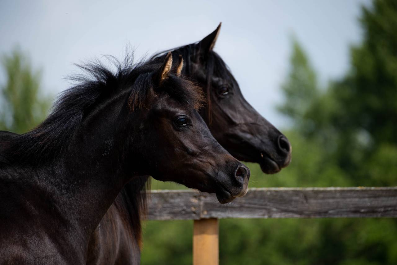 Etalon pur sang arabe noir homozygote