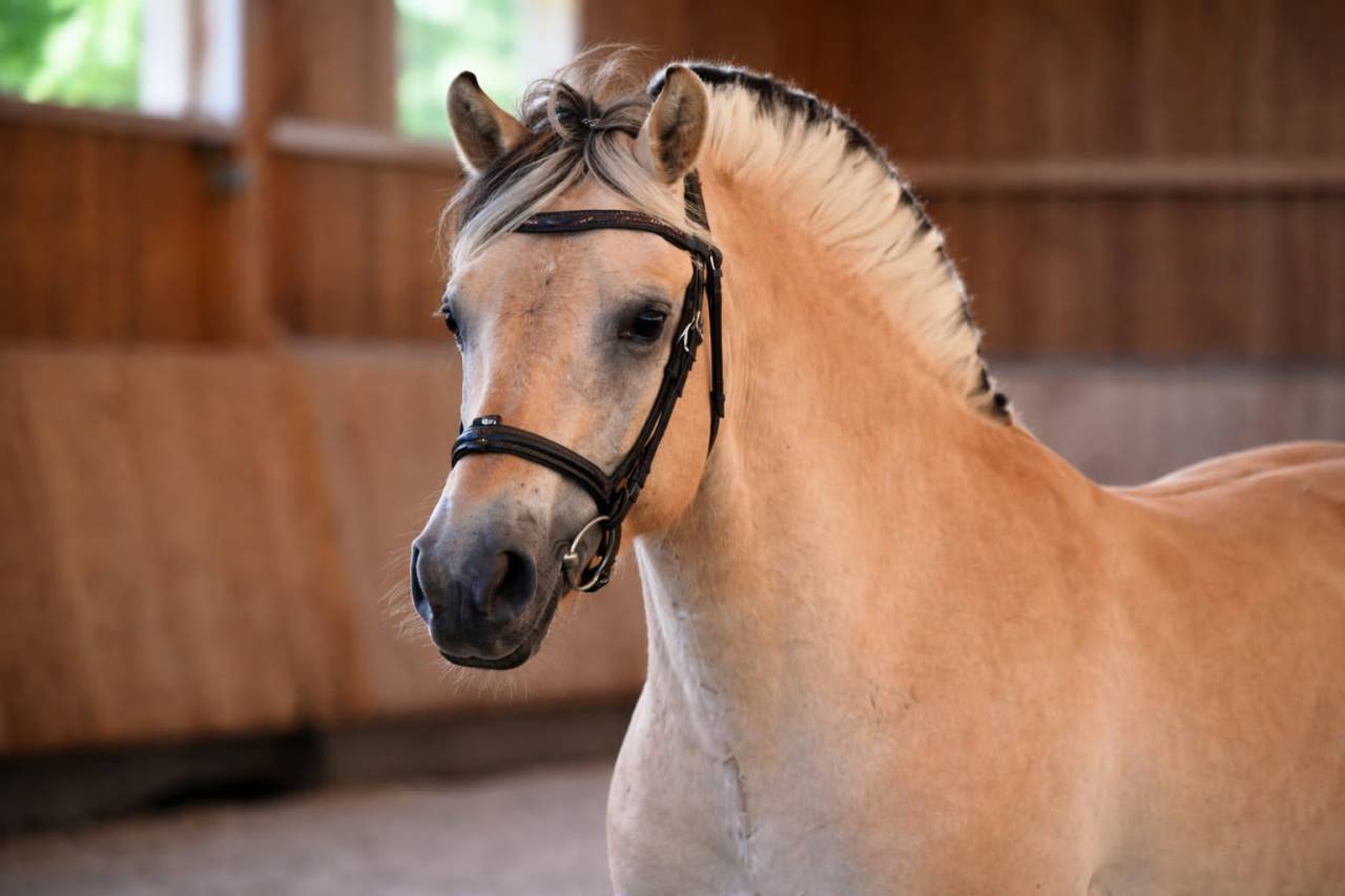 Hongre - Fjord - 4 ans - Polyvalent - France
